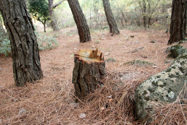 How Our Tree Care Process Works  in  Saylorsburg, PA