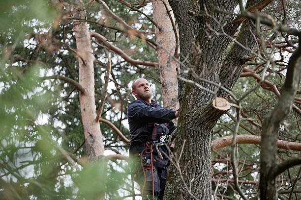 Professional Tree Care in Saylorsburg, PA